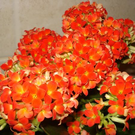 KALANCHOE